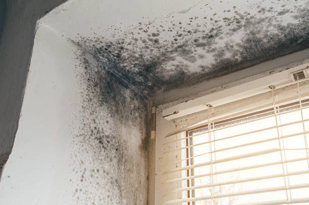 Affordable Commercial Mold Remediation solutions in White Stone, VA